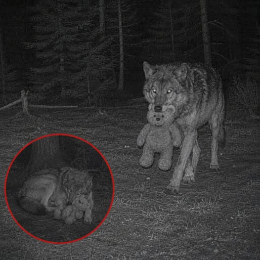 Researchers believe this Wolf suffered a ps.ycho.log.ical collapse after lo.si.ng her Pup 💔