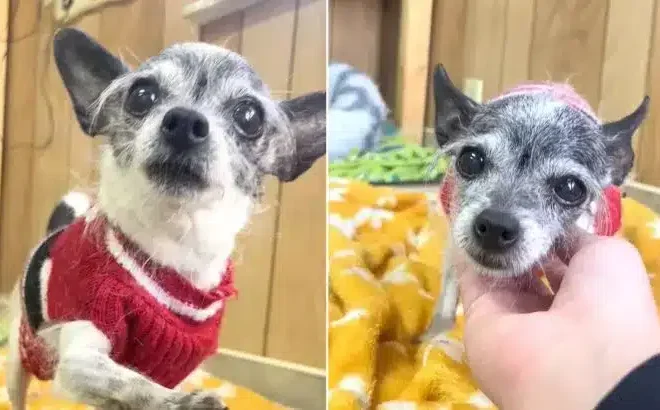 Chihuahua Lands in Shelter for Wanting to Share Bed with Her Mom and Dad