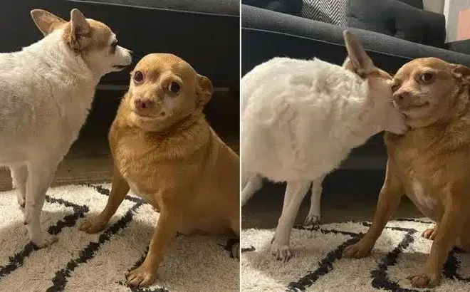 Rescue Chihuahua Has the Funniest Expression That Instantly Makes Everyone Smile