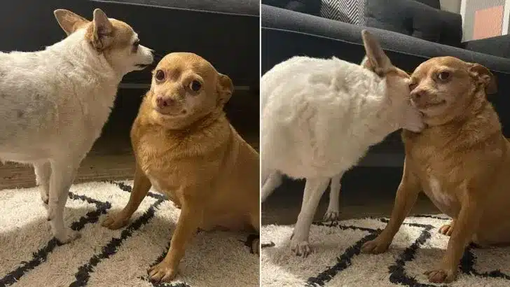 Rescue Chihuahua Has the Funniest Expression That Instantly Makes Everyone Smile