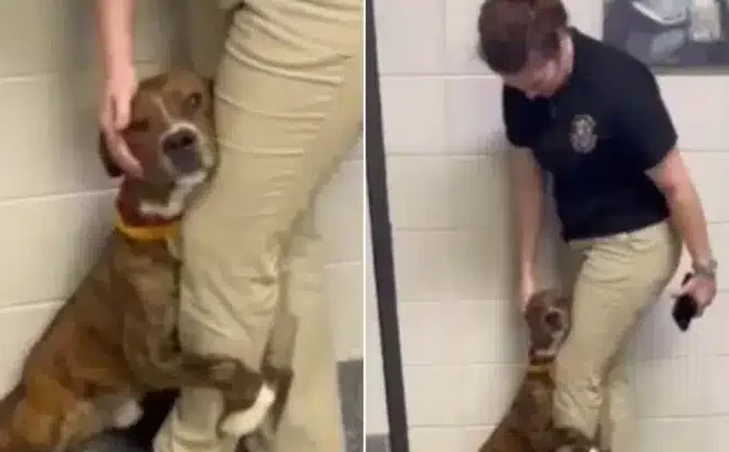 A Scared Shelter Pup That Wouldn’t Let Go Of A Workers Leg Finally Gets Adopted