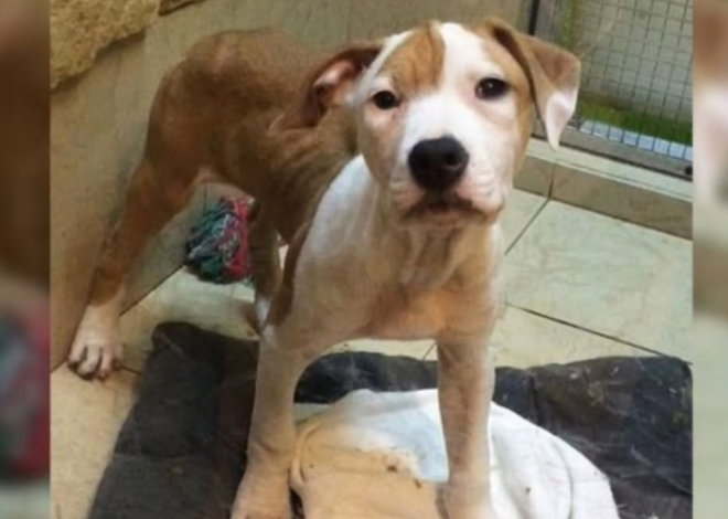 Anxious Dog Who Lived Her Life In A Dirty Cage Finally Learns Freedom Around Her New Humans