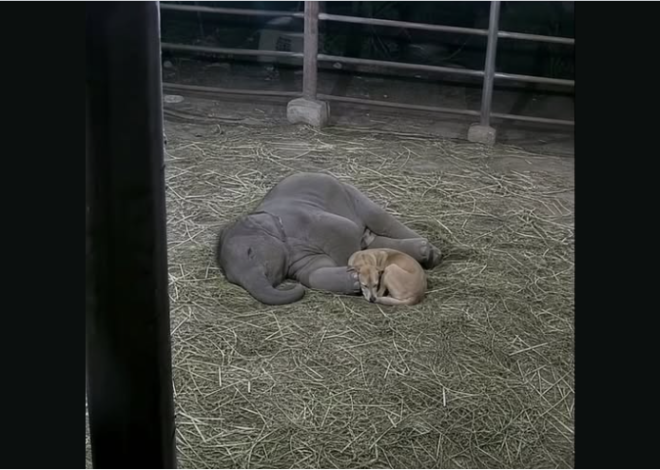 The Security Camera wasn’t installed to Capture Heartwarming Moments!