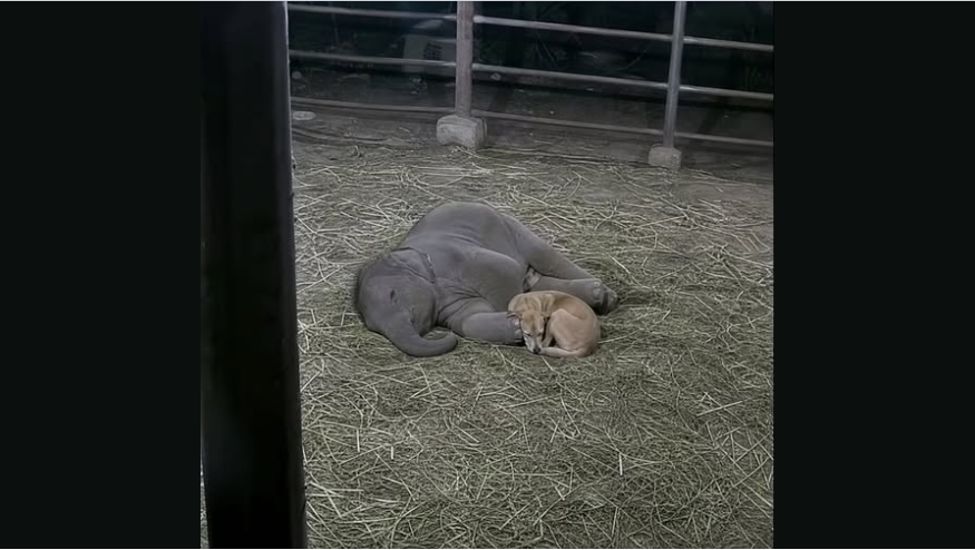 The Security Camera wasn’t installed to Capture Heartwarming Moments!