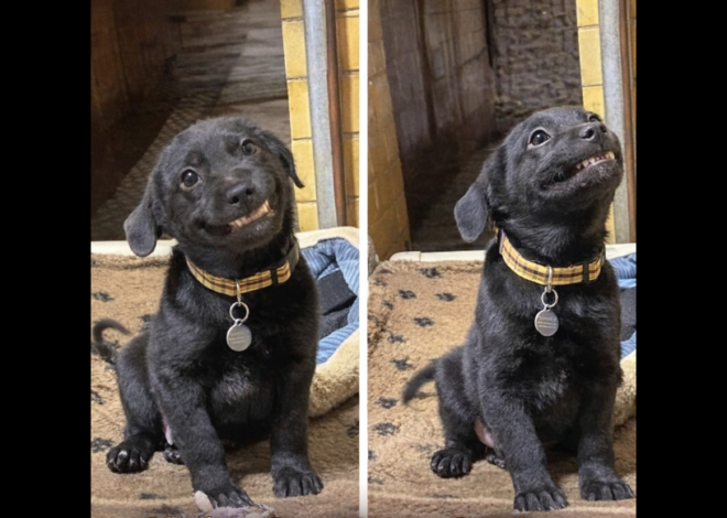 A Puppy whose bright Expression and Unusually charming grin!