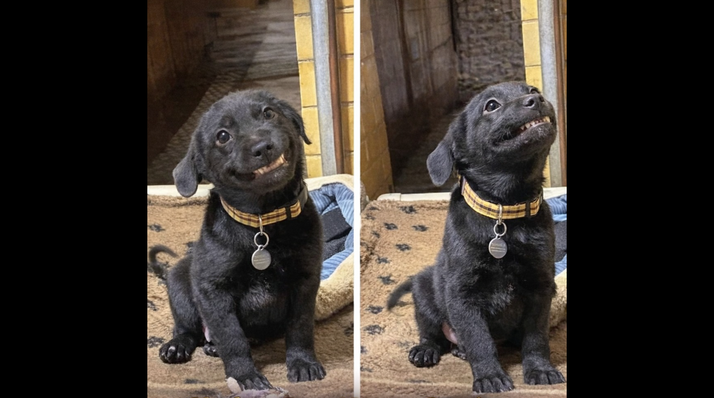 A Puppy whose bright Expression and Unusually charming grin!