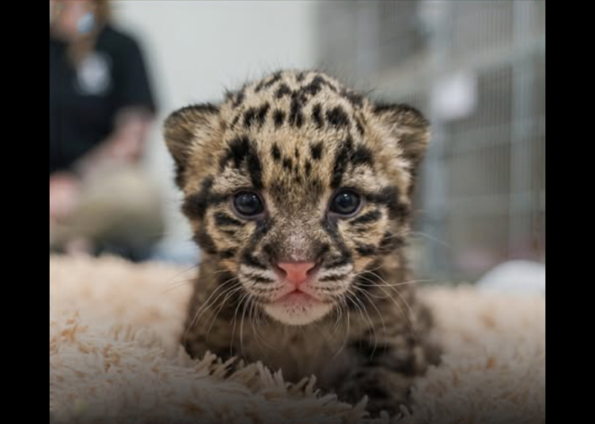 A Rare clouded Leopard cub has just arrived at Nashville Zoo, the first one born at any American Zoo this year!