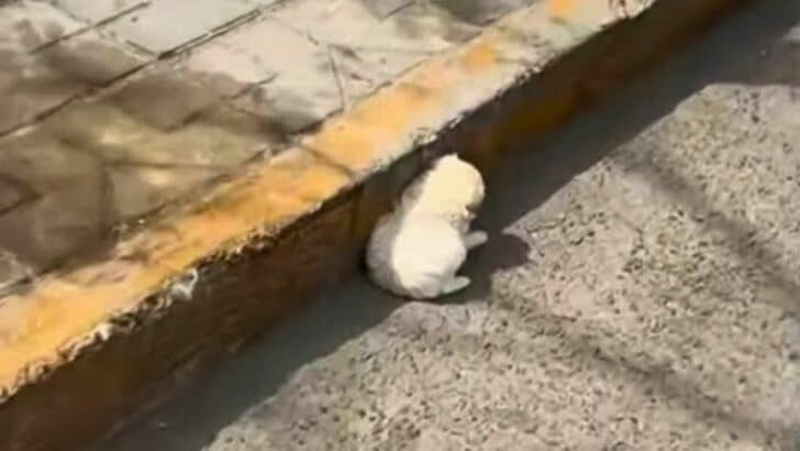 Driver Noticed A Sweet Puppy Trying To Hide From The Heat So He Stopped To Help