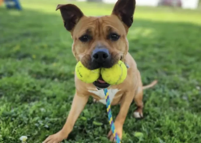 Dog Who Spent A Year In Shelter Is So Thrilled To Leave With A New Best Friend
