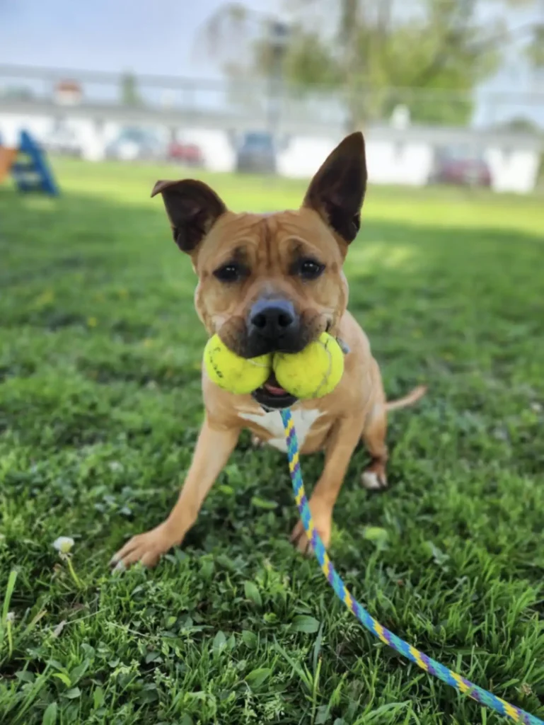 Dog Who Spent A Year In Shelter Is So Thrilled To Leave With A New Best Friend