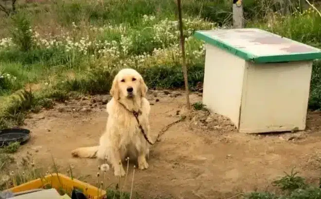 Neglected Dog Tied To A Chain Never Experienced Love Until A Good Person Came In Her Life