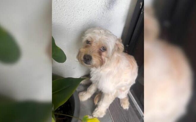Scared Puppy Who Kept Waiting For Her Owners After They Left Her Behind Finds Her Happily Ever After