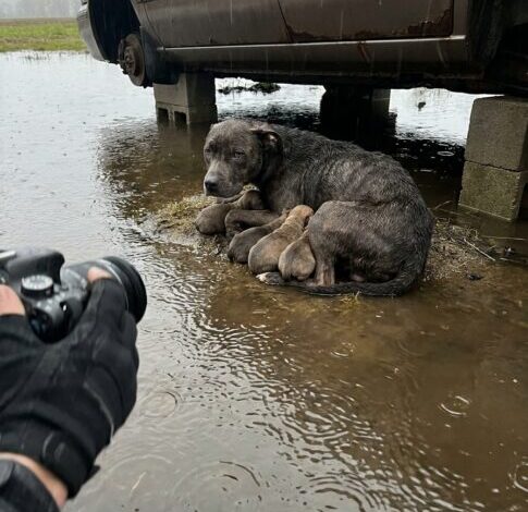 Part 2: We Found a Starving Mother Dog Under an Abandoned Car Using Her Own Body to Shield Five Puppies From the Rain. When We Got Close, She Did the One Thing That Told Us Exactly How Much She’d Already Given.