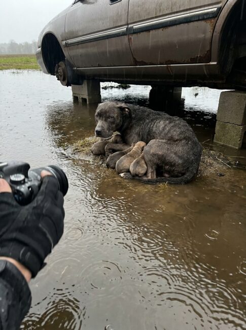 Part 2: We Found a Starving Mother Dog Under an Abandoned Car Using Her Own Body to Shield Five Puppies From the Rain. When We Got Close, She Did the One Thing That Told Us Exactly How Much She’d Already Given.