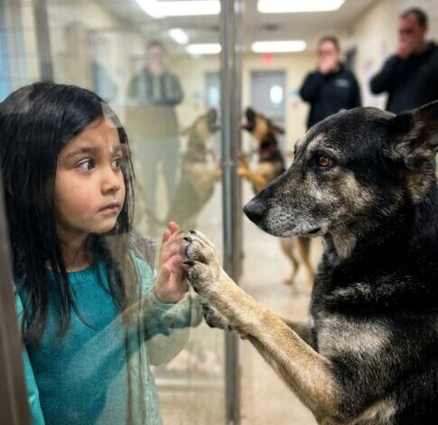 Part 2: A Dog Spent Six Years in Our Shelter — the Longest Stay in Our History — Because Visitors Walked Past Him Like He Was Invisible. He Never Barked, Never Wagged, Never Moved. Then a Seven-Year-Old Girl Who Could Not Speak Stopped at His Glass.