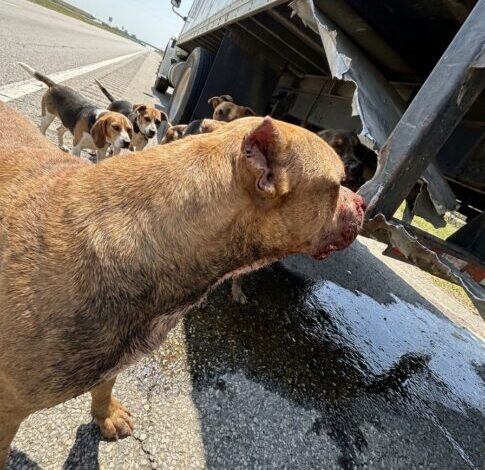 Part 2: My Transport Truck Flipped With 30 Shelter Dogs Inside and Gasoline Spreading Underneath — Then One Pit Bull Squeezed Out and Did the Last Thing I Expected