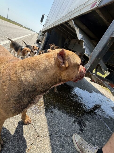 Part 2: My Transport Truck Flipped With 30 Shelter Dogs Inside and Gasoline Spreading Underneath — Then One Pit Bull Squeezed Out and Did the Last Thing I Expected
