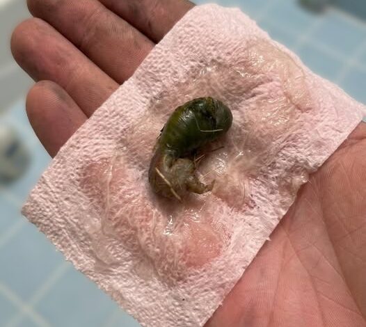 We found this in our bathroom. When I first saw it, I was really scαred.