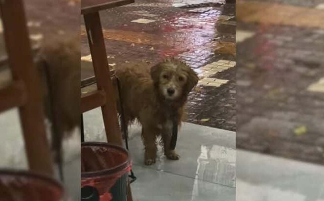 Tiny Stray Dog Waits In Front Of A Restaurant, Hoping That People Will Give Him Some Food