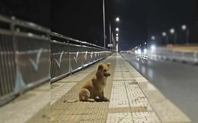 Abandoned Pup Waited For His Owner At An Overpass For Weeks, Believing That They Would Return