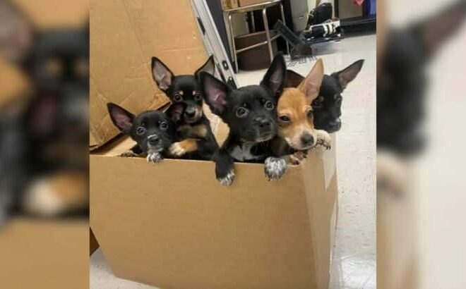 Five Adorable Fur Babies Dumped Outside High School Ran Up To A Teacher, Pleading For Help