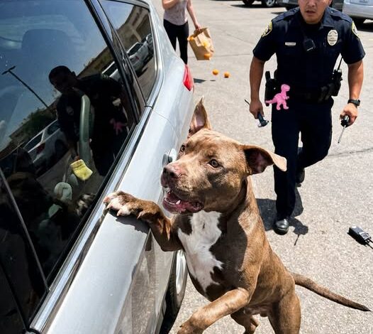 A Police Officer Found a Stray Pit Bull Barking at a Locked Car in the Tucson Heat — What His Microchip Revealed Turned One Rescue Into Two Reunions