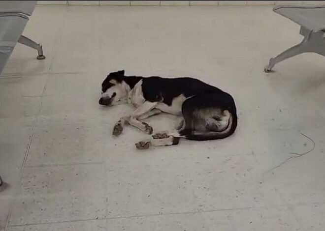 He Waited at the Airport for 2 Years. Then This Happened