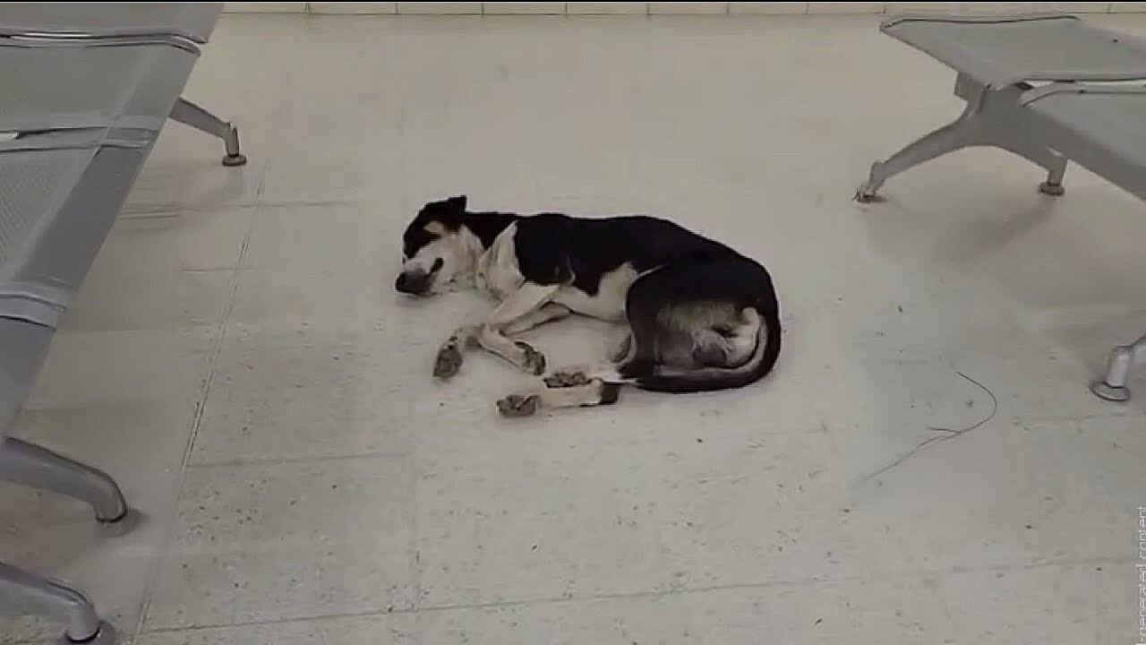 He Waited at the Airport for 2 Years. Then This Happened