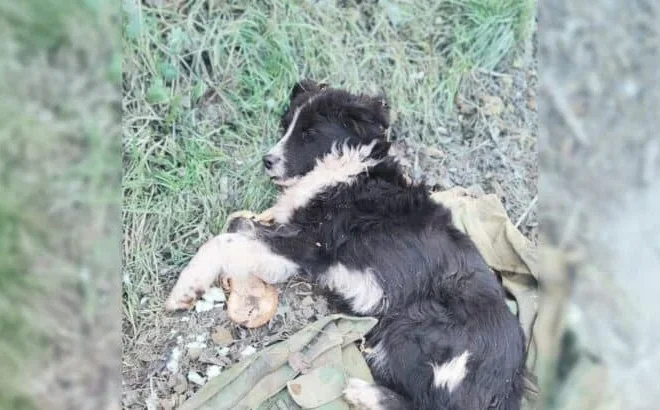 Abandoned Dog Was Sleeping On An Old Shirt And Desperately Hoping His Owner Would Come Back For Him