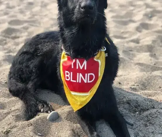 Blind Rescue Dog Beats The Odds And Keeps Surprising His New Owners