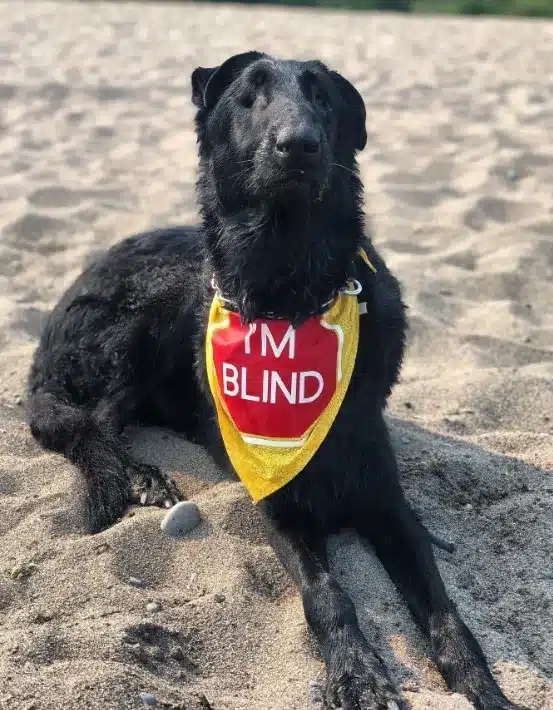 Blind Rescue Dog Beats The Odds And Keeps Surprising His New Owners