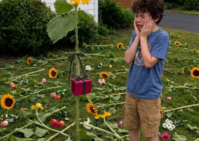 My son planted sunflowers for the twin sister he lost — six years later, someone cut them down and left a red box hanging from it