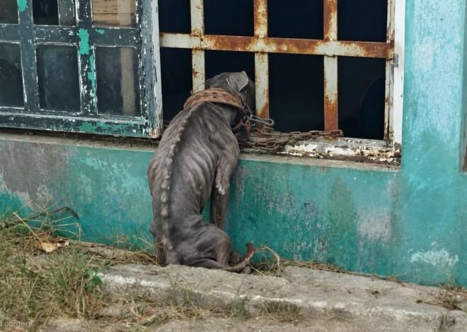 She Never Asked for Food. She Just Watched