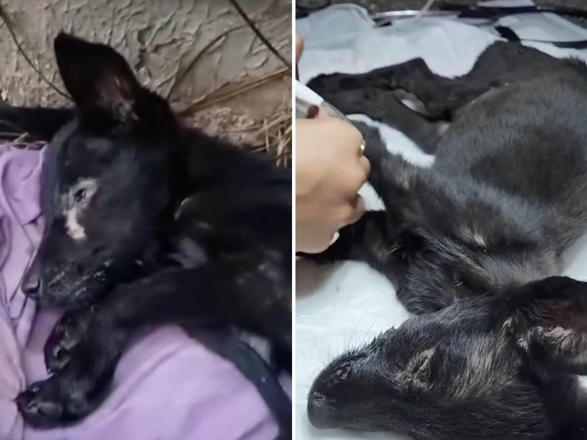Nobody Thought This Tiny Puppy Would Survive. Today, Miracle Is Inspiring Thousands.