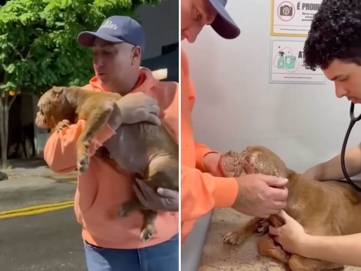 For Most of Her Life, This Blind Dog Knew Nothing but Darkness