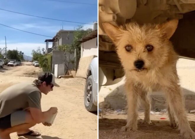 He Thought Every Hand Would Hurt Him. Then One Rescue Changed Everything