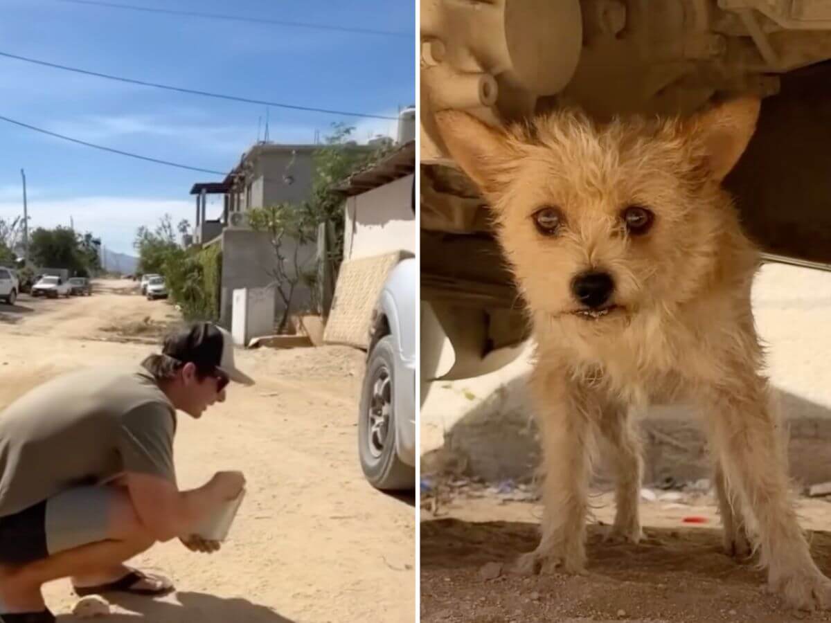 He Thought Every Hand Would Hurt Him. Then One Rescue Changed Everything