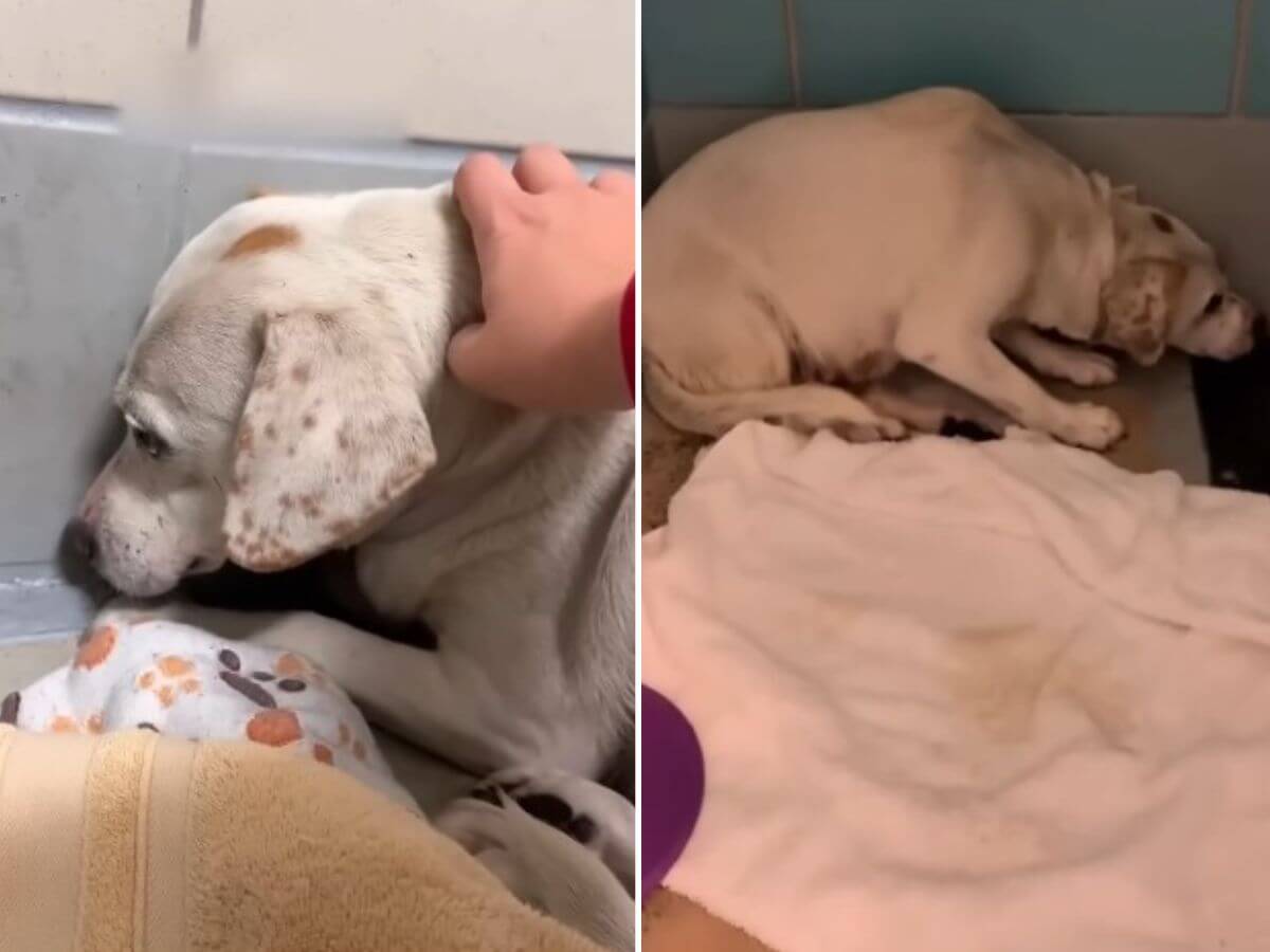 She Was Seven, Sick, and Scheduled to Die Until One Choice Changed Everything