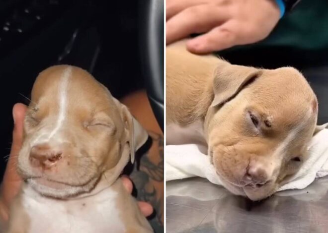 Everyone Thought This Tiny Puppy Wouldn’t Survive. Today, Valentina’s Story Is Inspiring Thousands.