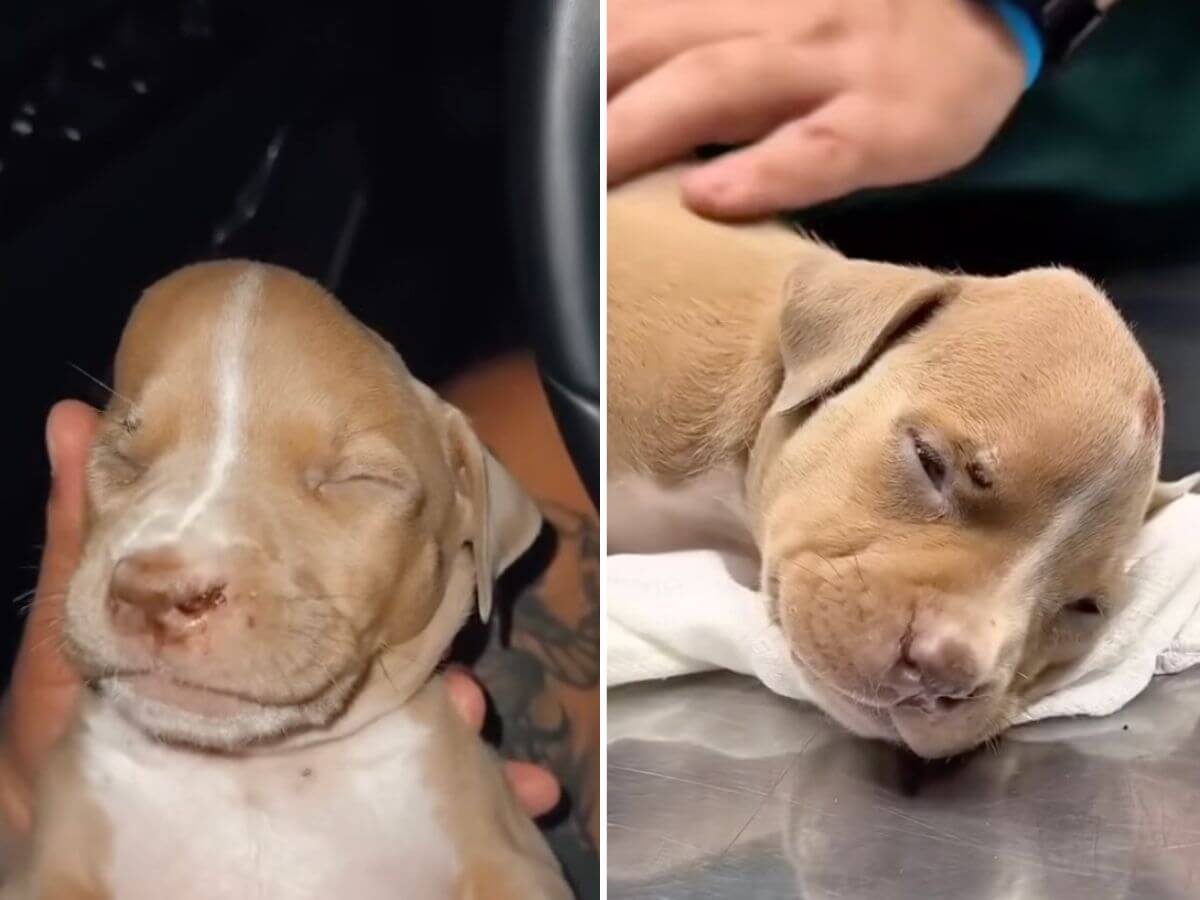Everyone Thought This Tiny Puppy Wouldn’t Survive. Today, Valentina’s Story Is Inspiring Thousands.