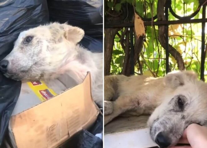 They Left Him for Dead in the Trash. What Happened Next Saved Everyone’s Faith in Humanity