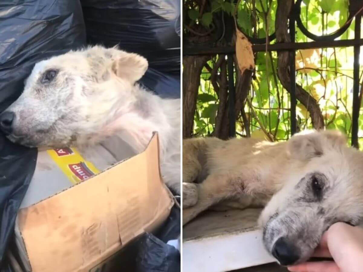 They Left Him for Dead in the Trash. What Happened Next Saved Everyone’s Faith in Humanity
