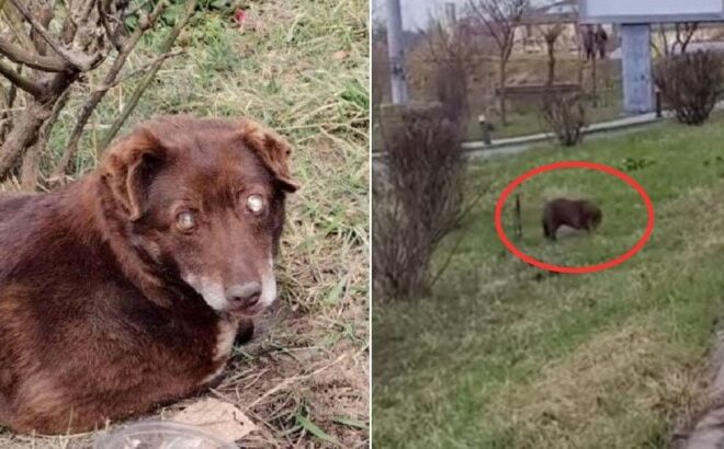 Blind Pup Who Was Abandoned Next To A Busy Road Finally Gets A New Chance