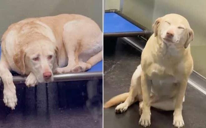 Dog Blossomed When She Heard Her Mom’s Voice Again After A Week In The Boarding Facility
