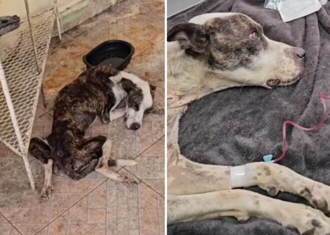 She Was Too Weak to Stand. Then One Rescue Team Gave Her the Second Chance She Almost Never Had.