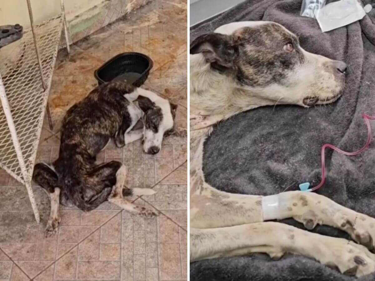 She Was Too Weak to Stand. Then One Rescue Team Gave Her the Second Chance She Almost Never Had.