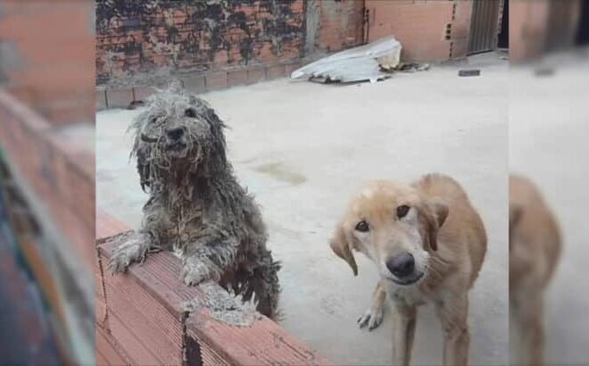 Neighbors Shocked To See Two Furry Babies Locked On The Rooftop, Begging For Food And Help