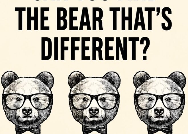 Can You Find the Bear That’s Different?
