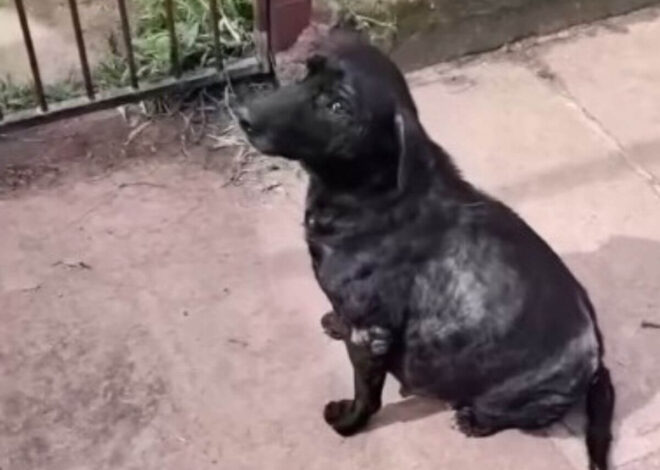 She Begged at Her Owner’s Gate While 9 Weeks Pregnant. What Happened Next Changed Everything
