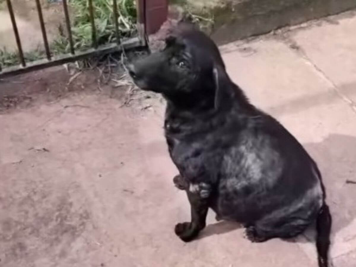 She Begged at Her Owner’s Gate While 9 Weeks Pregnant. What Happened Next Changed Everything